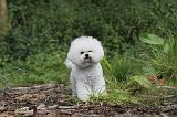 BICHON FRISE 169